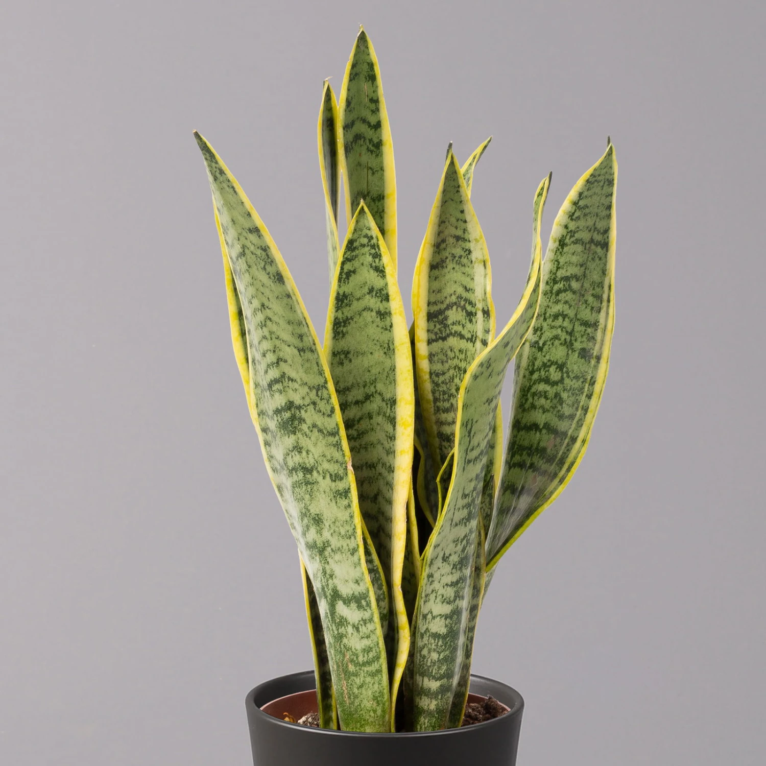 Bogenhanf In Keramiktopf Anthrazit, Topf-Ø 12 Cm, Höhe Ca. 35-45 Cm, 3er-Set 5 Bogenhanf In Keramiktopf Anthrazit, Topf-Ø 12 Cm, Höhe Ca. 35-45 Cm, 3er-Set – Bild 3