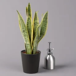 Bogenhanf In Keramiktopf Anthrazit, Topf-Ø 12 Cm, Höhe Ca. 35-45 Cm, 3er-Set 13 Bogenhanf In Keramiktopf Anthrazit, Topf-Ø 12 Cm, Höhe Ca. 35-45 Cm, 3er-Set -LECHUZA || Elho Verkaufsgeschäft 0250200718 Sansev Laurentii Dallas anthrazit 3