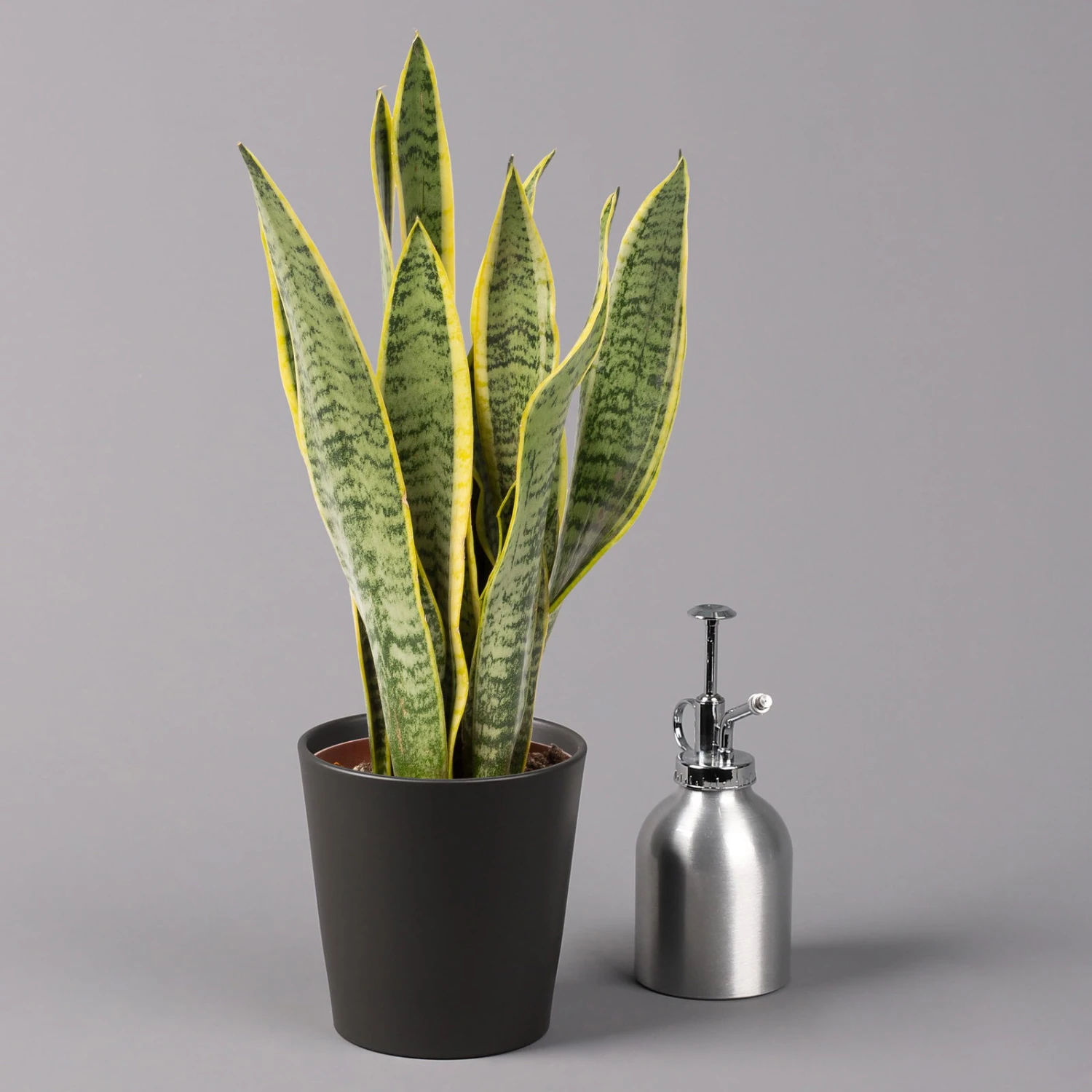 Bogenhanf In Keramiktopf Anthrazit, Topf-Ø 12 Cm, Höhe Ca. 35-45 Cm, 3er-Set 6 Bogenhanf In Keramiktopf Anthrazit, Topf-Ø 12 Cm, Höhe Ca. 35-45 Cm, 3er-Set – Bild 4