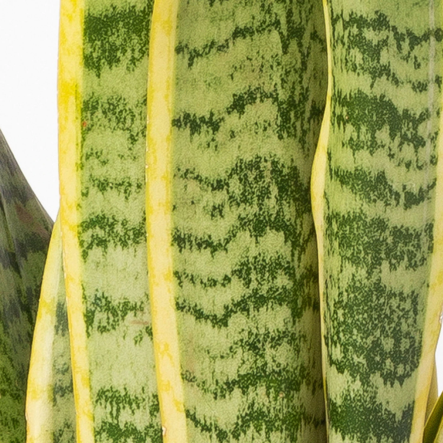 Bogenhanf In Keramiktopf Anthrazit, Topf-Ø 12 Cm, Höhe Ca. 35-45 Cm, 3er-Set 7 Bogenhanf In Keramiktopf Anthrazit, Topf-Ø 12 Cm, Höhe Ca. 35-45 Cm, 3er-Set – Bild 5