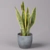 Bogenhanf In Keramiktopf Bergamo Grau, Topf-Ø 12 Cm, Höhe Ca. 45 Cm -LECHUZA || Elho Verkaufsgeschäft 0250200787 Sansevieria mit Uebertopf Bergamo grau 1