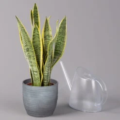 Bogenhanf In Keramiktopf Bergamo Grau, Topf-Ø 12 Cm, Höhe Ca. 45 Cm -LECHUZA || Elho Verkaufsgeschäft 0250200787 Sansevieria mit Uebertopf Bergamo grau 3