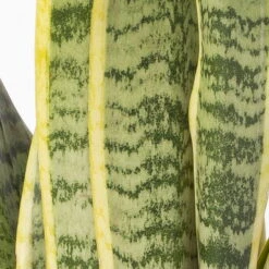 Bogenhanf In Keramiktopf Bergamo Grau, Topf-Ø 12 Cm, Höhe Ca. 45 Cm -LECHUZA || Elho Verkaufsgeschäft 0250200787 Sansevieria mit Uebertopf Bergamo grau 4