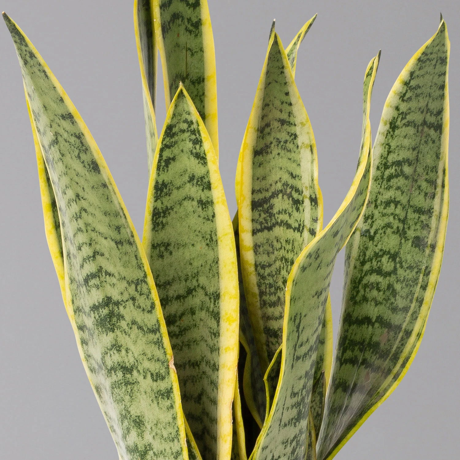 Bogenhanf In Übertopf Vibes Weiß, Topf-Ø 12 Cm, Höhe Ca. 45 Cm 5 Bogenhanf In Übertopf Vibes Weiß, Topf-Ø 12 Cm, Höhe Ca. 45 Cm – Bild 3