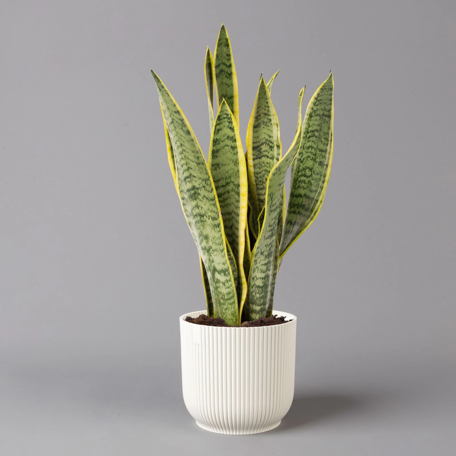 Bogenhanf In Übertopf Vibes Weiß, Topf-Ø 12 Cm, Höhe Ca. 45 Cm 3 Bogenhanf In Übertopf Vibes Weiß, Topf-Ø 12 Cm, Höhe Ca. 45 Cm