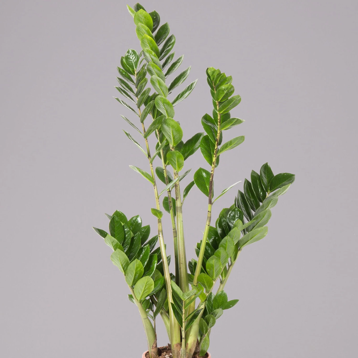 Glücksfeder, Topf-Ø 17 Cm, Höhe Ca. 55-75 Cm 4 Glücksfeder, Topf-Ø 17 Cm, Höhe Ca. 55-75 Cm – Bild 2