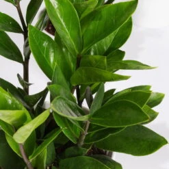 Glücksfeder In Keramiktopf Dallas Weiß, Topf-Ø 12 Cm, 2er-Set -LECHUZA || Elho Verkaufsgeschäft 0250300101 Zamioculcas 2er Set Dallas weiss 2