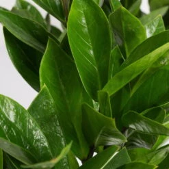 Glücksfeder In Keramiktopf Dallas Weiß, Topf-Ø 12 Cm, 2er-Set -LECHUZA || Elho Verkaufsgeschäft 0250300101 Zamioculcas 2er Set Dallas weiss 3