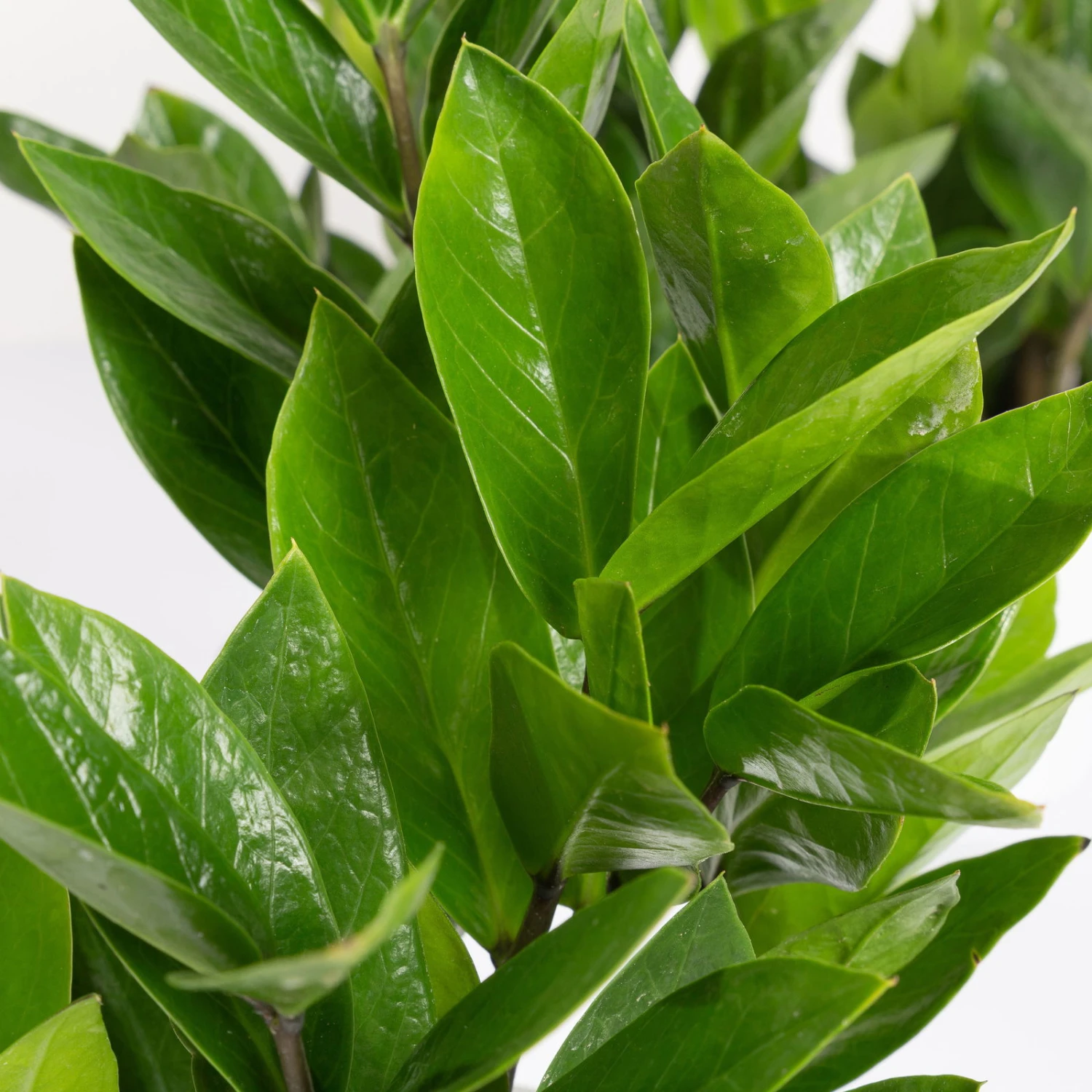 Glücksfeder In Übertopf Vibes Weiß, Topf-Ø 12 Cm, Höhe Ca. 40 Cm 4 Glücksfeder In Übertopf Vibes Weiß, Topf-Ø 12 Cm, Höhe Ca. 40 Cm – Bild 2