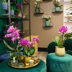 Phalaenopsis, Lilatöne, 2 Rispen, Topf-Ø 9 Cm, Höhe Ca. 30 Cm 12 Phalaenopsis, Lilatöne, 2 Rispen, Topf-Ø 9 Cm, Höhe Ca. 30 Cm -LECHUZA || Elho Verkaufsgeschäft 0290100040 0290100041