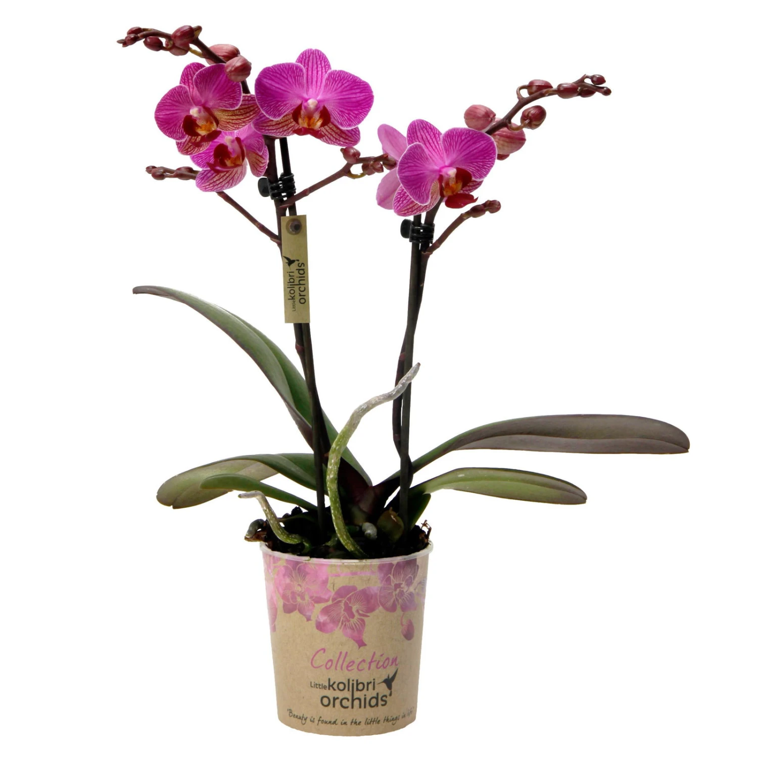 Phalaenopsis, Lilatöne, 2 Rispen, Topf-Ø 9 Cm, Höhe Ca. 30 Cm 4 Phalaenopsis, Lilatöne, 2 Rispen, Topf-Ø 9 Cm, Höhe Ca. 30 Cm – Bild 2