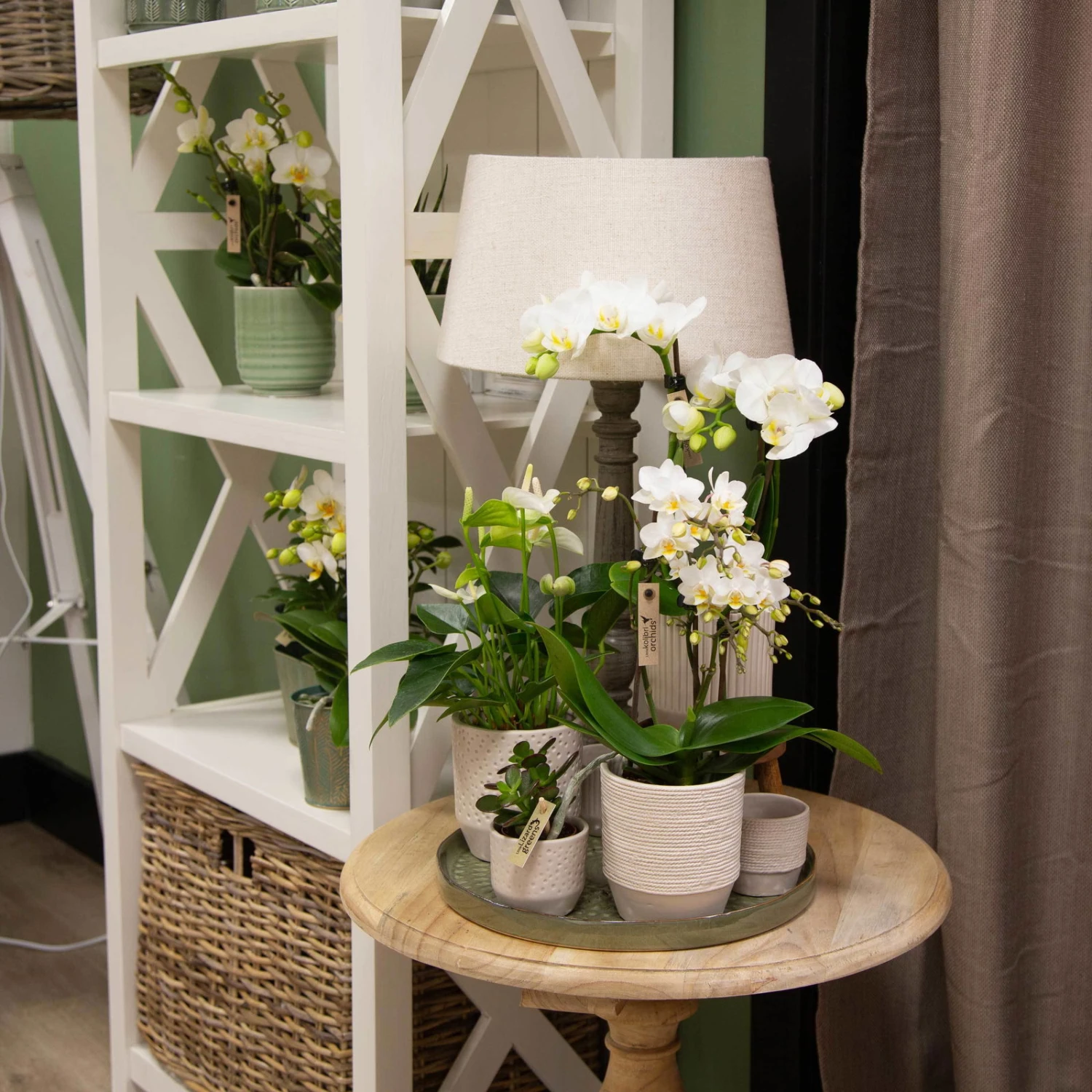 Phalaenopsis, Weißtöne, 3 Rispen, Topf-Ø 9 Cm, Höhe Ca. 30 Cm 6 Phalaenopsis, Weißtöne, 3 Rispen, Topf-Ø 9 Cm, Höhe Ca. 30 Cm – Bild 4