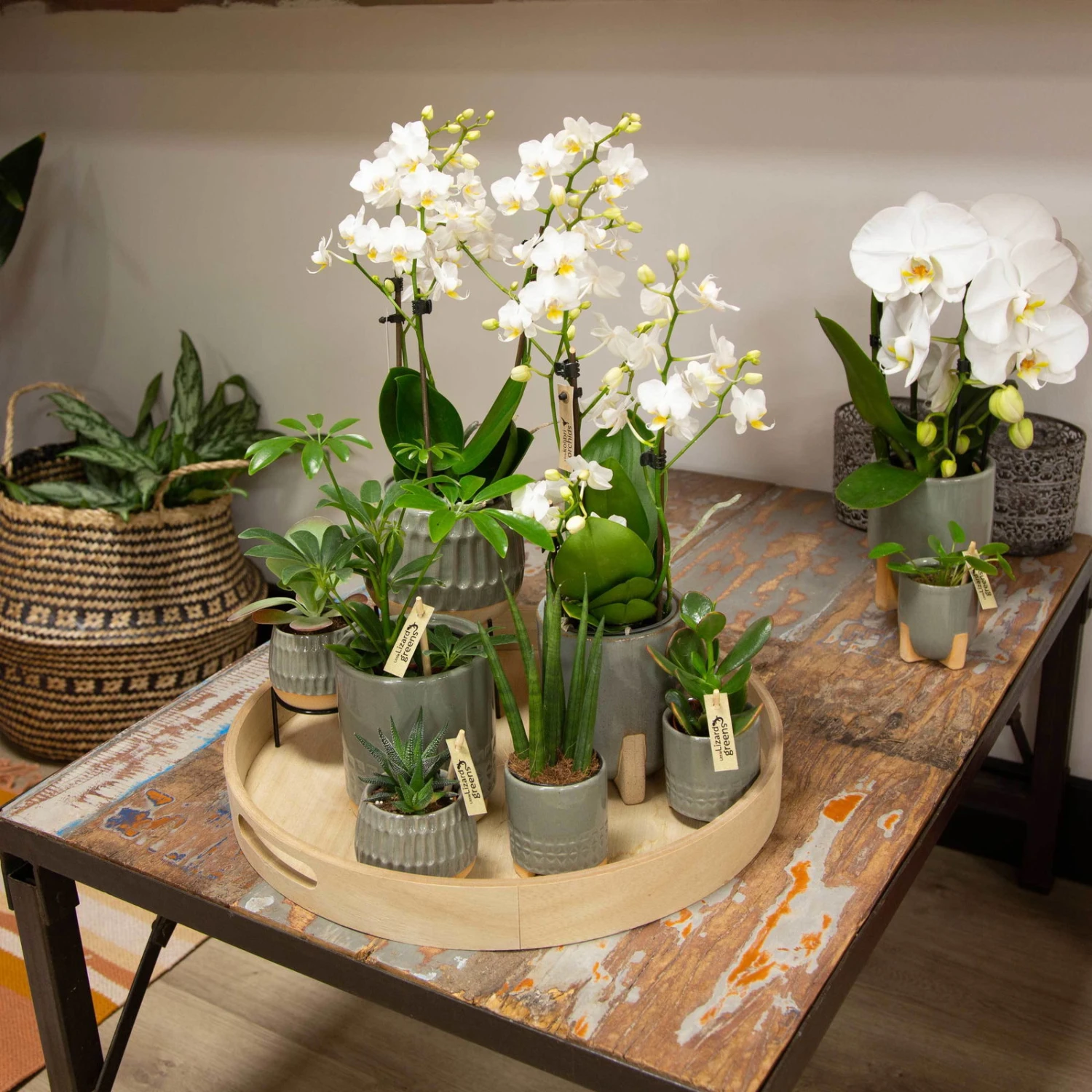 Phalaenopsis, Weißtöne, 3 Rispen, Topf-Ø 9 Cm, Höhe Ca. 30 Cm 9 Phalaenopsis, Weißtöne, 3 Rispen, Topf-Ø 9 Cm, Höhe Ca. 30 Cm – Bild 7