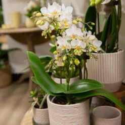 Phalaenopsis, Weißtöne, 3 Rispen, Topf-Ø 9 Cm, Höhe Ca. 30 Cm 16 Phalaenopsis, Weißtöne, 3 Rispen, Topf-Ø 9 Cm, Höhe Ca. 30 Cm -LECHUZA || Elho Verkaufsgeschäft 0290100049 5