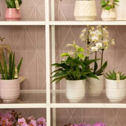 Phalaenopsis, Weißtöne, 3 Rispen, Topf-Ø 9 Cm, Höhe Ca. 30 Cm 15 Phalaenopsis, Weißtöne, 3 Rispen, Topf-Ø 9 Cm, Höhe Ca. 30 Cm -LECHUZA || Elho Verkaufsgeschäft 0290100049 6