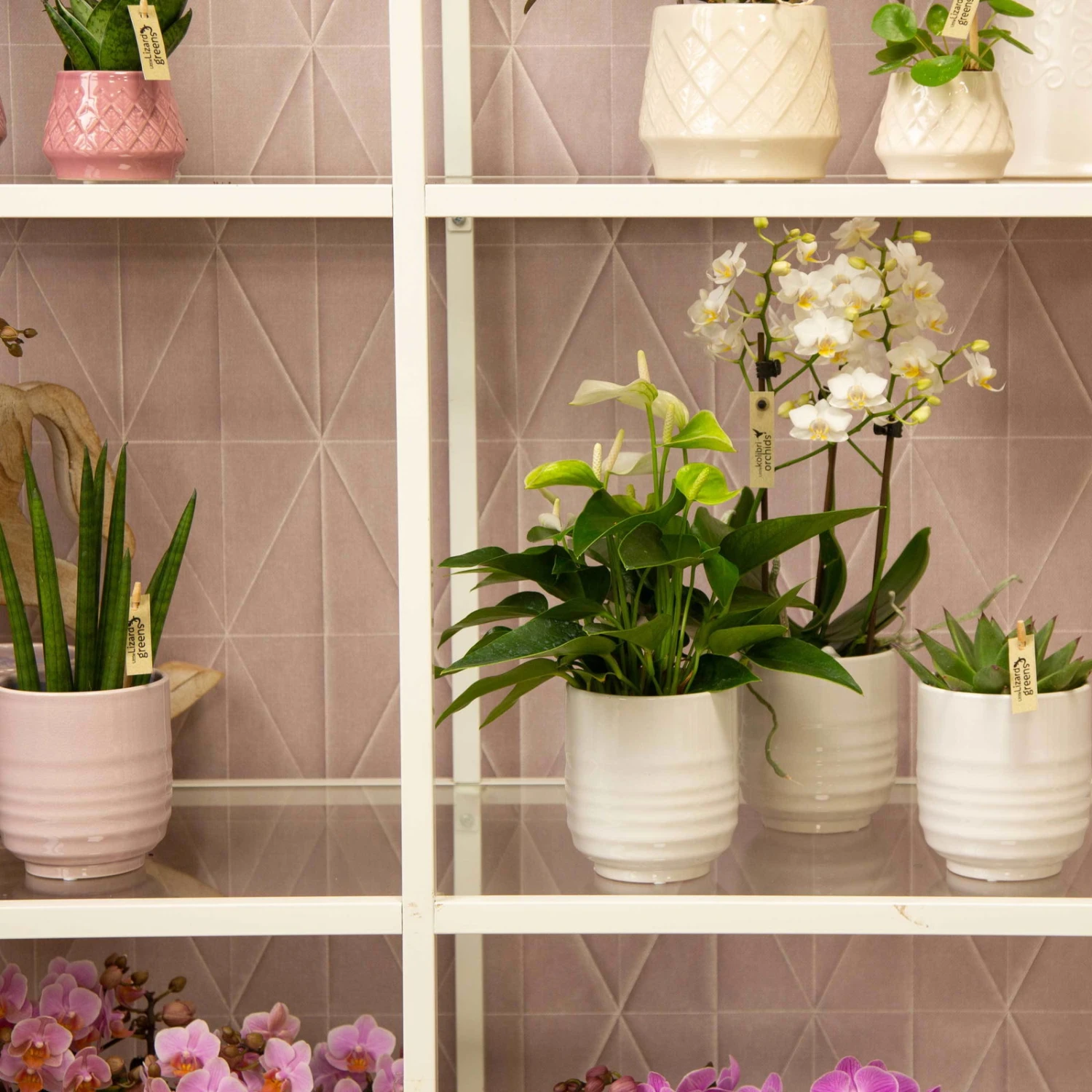 Phalaenopsis, Weißtöne, 3 Rispen, Topf-Ø 9 Cm, Höhe Ca. 30 Cm 7 Phalaenopsis, Weißtöne, 3 Rispen, Topf-Ø 9 Cm, Höhe Ca. 30 Cm – Bild 5