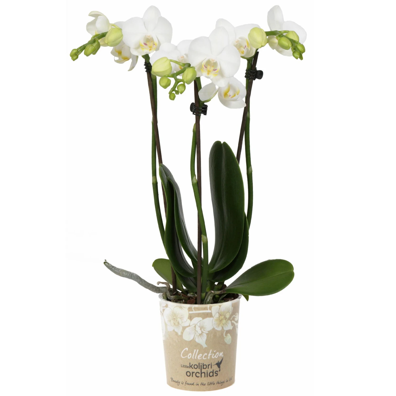 Phalaenopsis, Weißtöne, 3 Rispen, Topf-Ø 9 Cm, Höhe Ca. 30 Cm 4 Phalaenopsis, Weißtöne, 3 Rispen, Topf-Ø 9 Cm, Höhe Ca. 30 Cm – Bild 2