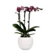 Phalaenopsis, Gesprenkelte Sorte, 3 Rispen, Topf-Ø 9 Cm, Mit Keramikübertopf -LECHUZA || Elho Verkaufsgeschäft 0290100059 Phalaenopsis 3R gesprenkelt 9cm T H30cm inkl uebertopf