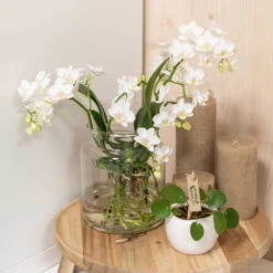 Phalaenopsis, Weißtöne, 2 Rispen, Topf-Ø 9cm, Mit Keramikübertopf, Höhe Ca. 30cm -LECHUZA || Elho Verkaufsgeschäft 0290100060 3