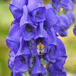 Schattenstauden Set, 18 Pflanzen Für 3 M², Bunt 21 Schattenstauden Set, 18 Pflanzen Für 3 M², Bunt -LECHUZA || Elho Verkaufsgeschäft 0310100016 Aconitum napellus tk 122491