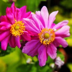 Schattenstauden Set, 18 Pflanzen Für 3 M², Bunt 26 Schattenstauden Set, 18 Pflanzen Für 3 M², Bunt -LECHUZA || Elho Verkaufsgeschäft 0310100044 anemone japonica Prinz Heinrich tk 122490