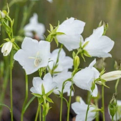 Schattenstauden Set, 18 Pflanzen Für 3 M², Bunt 27 Schattenstauden Set, 18 Pflanzen Für 3 M², Bunt -LECHUZA || Elho Verkaufsgeschäft 0310100128 campanula grandiflora 122683
