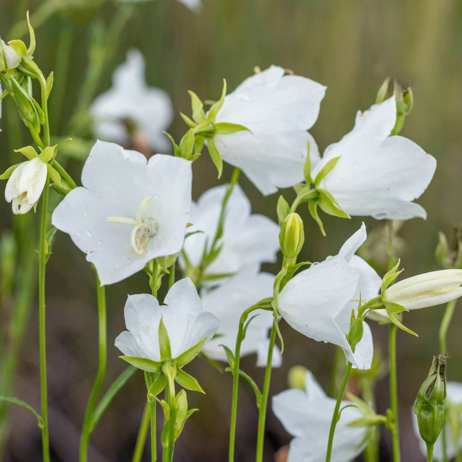 Schattenstauden Set, 18 Pflanzen Für 3 M², Bunt 14 Schattenstauden Set, 18 Pflanzen Für 3 M², Bunt – Bild 12