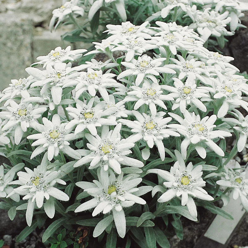 Alpen-Edelweiß Weiß, Topf-Ø 9 Cm, 3er-Set 3 Alpen-Edelweiß Weiß, Topf-Ø 9 Cm, 3er-Set