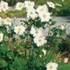Herbst-Anemone 'Whirlwind' Weiß, 3 Liter Topf 1 Herbst-Anemone 'Whirlwind' Weiß, 3 Liter Topf -LECHUZA || Elho Verkaufsgeschäft 0310101915 Anemone japonica Honorine Jobert Koelles Beste 9er Topf weiss o 4775