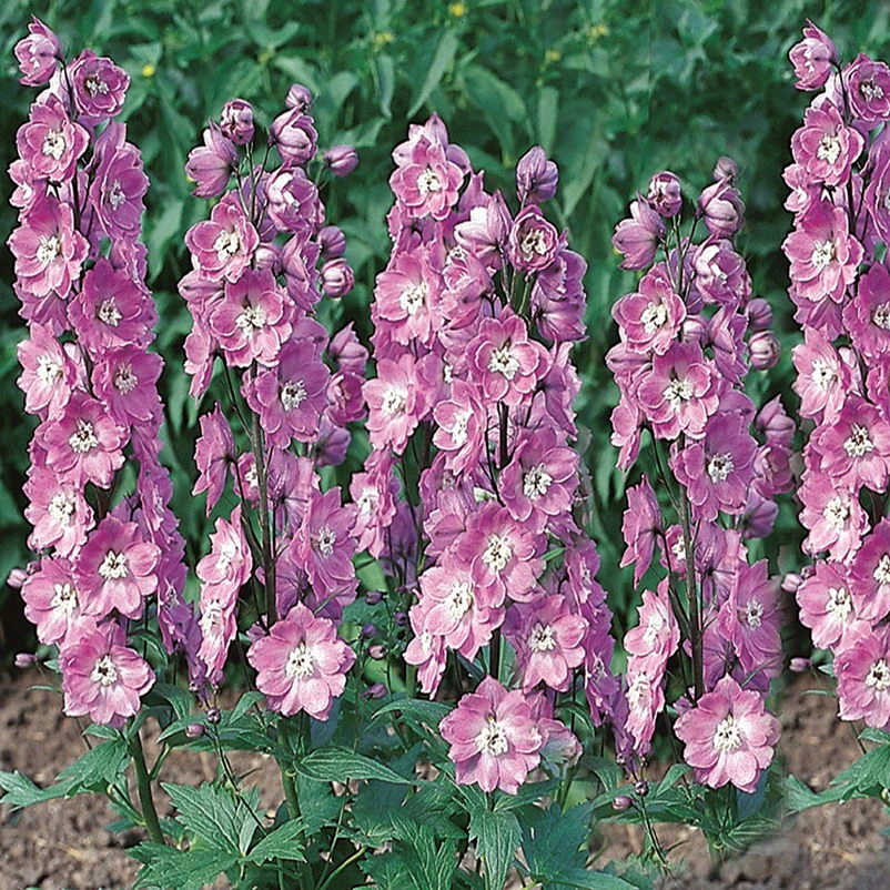 Rittersporn 'New Millenium' Rosa, Topf-Ø 11 Cm, 3er-Set 3 Rittersporn 'New Millenium' Rosa, Topf-Ø 11 Cm, 3er-Set