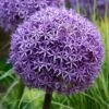 Riesenlauch 'Globemaster' Violett, Topf-Ø 14 Cm, 3er-Set 2 Riesenlauch 'Globemaster' Violett, Topf-Ø 14 Cm, 3er-Set -LECHUZA || Elho Verkaufsgeschäft 0310250085 Allium Globemaster Koelle 14cm Topf violett 71862