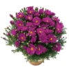 Kissenaster 'Purple Diamond' Violett, Topf-Ø 12 Cm, 3er-Set 1 Kissenaster 'Purple Diamond' Violett, Topf-Ø 12 Cm, 3er-Set -LECHUZA || Elho Verkaufsgeschäft 0310500613 1486 aster dumosus purple diamonds purpur 68426