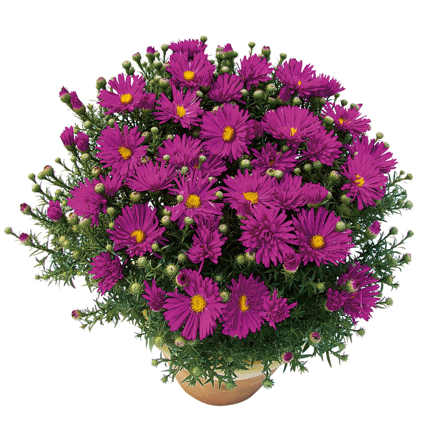 Kissenaster 'Purple Diamond' Violett, Topf-Ø 12 Cm, 3er-Set 3 Kissenaster 'Purple Diamond' Violett, Topf-Ø 12 Cm, 3er-Set