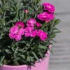 Duftnelken 'Peman' Pink, Topf-Ø 12 Cm, 6er-Set 1 Duftnelken 'Peman' Pink, Topf-Ø 12 Cm, 6er-Set -LECHUZA || Elho Verkaufsgeschäft 0310501037 Dianthus Peman 3er Set1 87641
