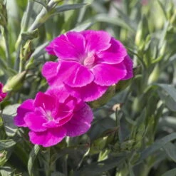 Duftnelken 'Peman' Pink, Topf-Ø 12 Cm, 6er-Set -LECHUZA || Elho Verkaufsgeschäft 0310501037 Dianthus Peman 3er Set 87643