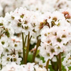 Schattenstauden Set, 18 Pflanzen Für 3 M², Bunt 20 Schattenstauden Set, 18 Pflanzen Für 3 M², Bunt -LECHUZA || Elho Verkaufsgeschäft 0319100267 Bergenia Schneekristall weiss1.jpg 84692