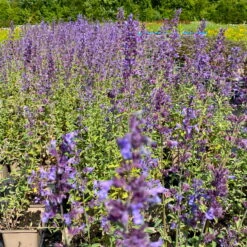Katzenminze 'Walkers Low' Blau, Topf-Ø 11 Cm, 3er-Set 10 Katzenminze 'Walkers Low' Blau, Topf-Ø 11 Cm, 3er-Set -LECHUZA || Elho Verkaufsgeschäft 0319100366 Nepeta faassenii Walkers Low 3er Set 2 113705