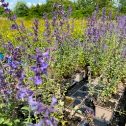 Katzenminze 'Walkers Low' Blau, Topf-Ø 11 Cm, 3er-Set 11 Katzenminze 'Walkers Low' Blau, Topf-Ø 11 Cm, 3er-Set -LECHUZA || Elho Verkaufsgeschäft 0319100366 Nepeta faassenii Walkers Low 3er Set 3 113706
