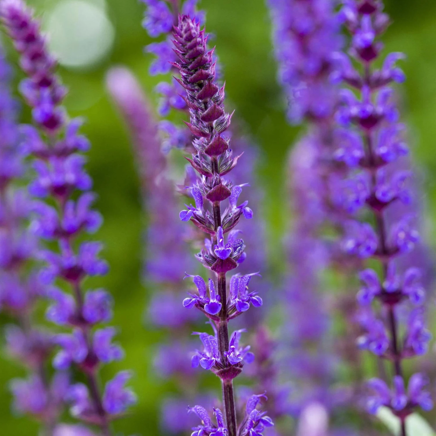 Salvia Nemorosa 'Caradonna' Dunkelblau, Topf-Ø 11 Cm, 3er-Set 4 Salvia Nemorosa 'Caradonna' Dunkelblau, Topf-Ø 11 Cm, 3er-Set – Bild 2