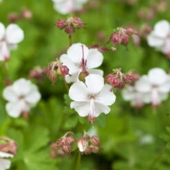 Schattenstauden Set, 18 Pflanzen Für 3 M², Bunt 25 Schattenstauden Set, 18 Pflanzen Für 3 M², Bunt -LECHUZA || Elho Verkaufsgeschäft 0319100480 Geranium cantab Biokovo 3er Set weiss 1 107560