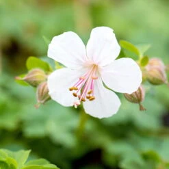 Schattenstauden Set, 18 Pflanzen Für 3 M², Bunt 24 Schattenstauden Set, 18 Pflanzen Für 3 M², Bunt -LECHUZA || Elho Verkaufsgeschäft 0319100480 Geranium cantab Biokovo 3er Set weiss 2 107561