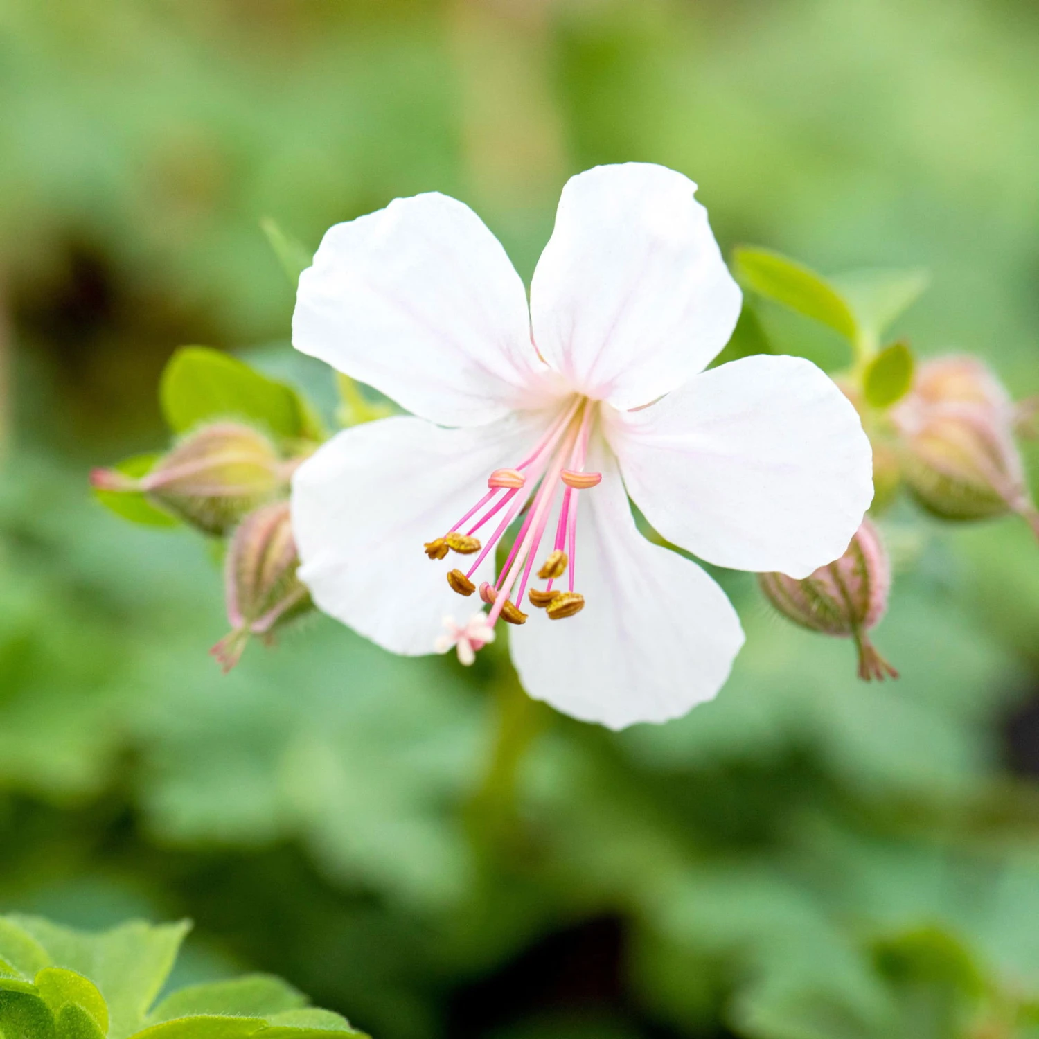 Schattenstauden Set, 18 Pflanzen Für 3 M², Bunt 11 Schattenstauden Set, 18 Pflanzen Für 3 M², Bunt – Bild 9