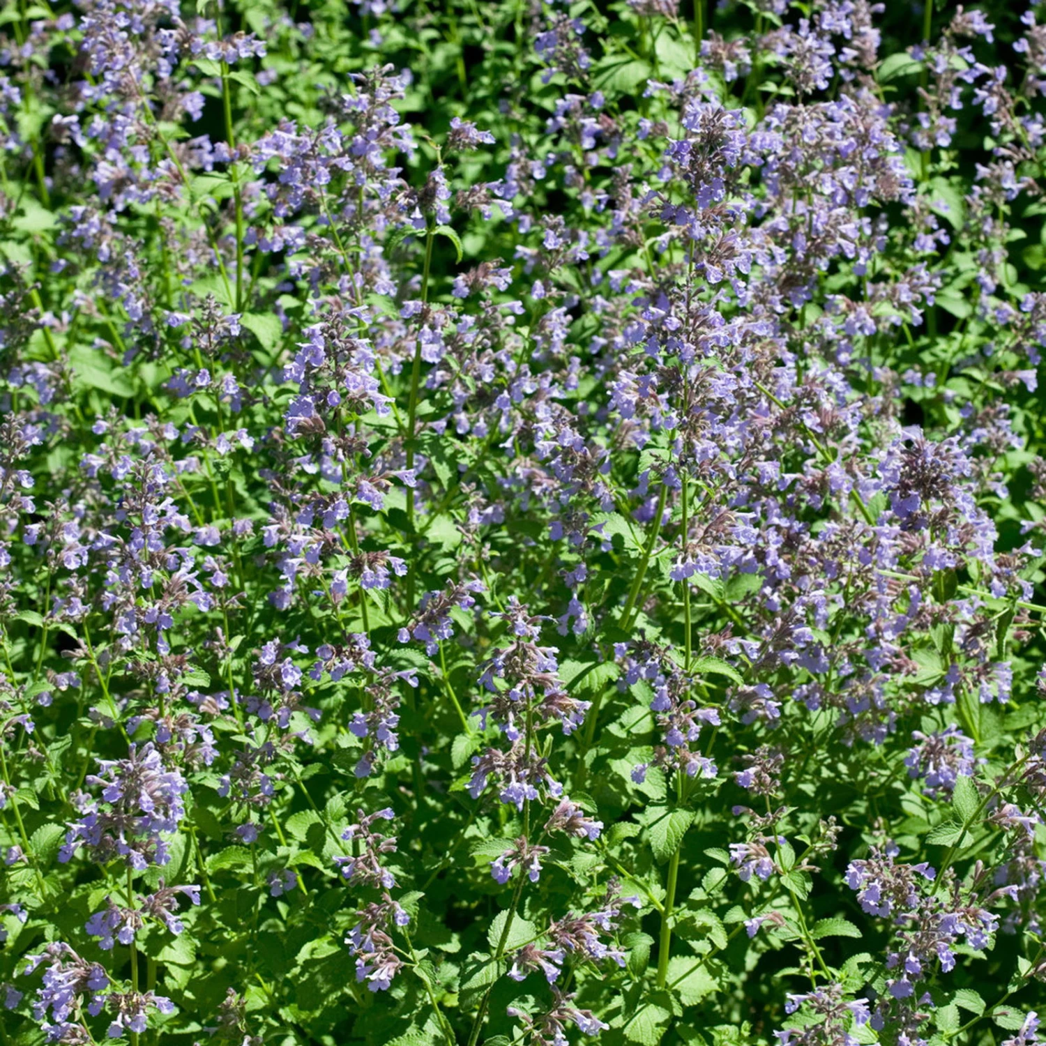 Bio Katzenminze 'Blue Danube' Blau, Topf-Ø 9 Cm, 3er-Set 3 Bio Katzenminze 'Blue Danube' Blau, Topf-Ø 9 Cm, 3er-Set