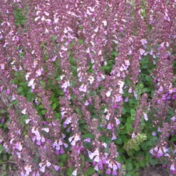 Edel-Gamander Purpurrosa, Topf-Ø 11 Cm, 3er-Set