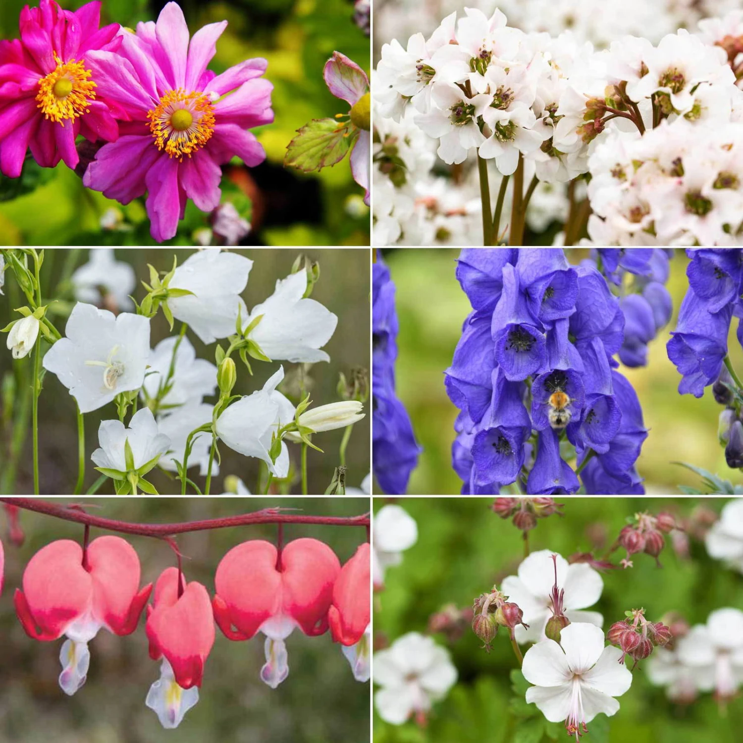 Schattenstauden Set, 18 Pflanzen Für 3 M², Bunt 4 Schattenstauden Set, 18 Pflanzen Für 3 M², Bunt – Bild 2