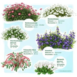 Schattenstauden Set, 18 Pflanzen Für 3 M², Bunt 18 Schattenstauden Set, 18 Pflanzen Für 3 M², Bunt -LECHUZA || Elho Verkaufsgeschäft 0319100546 Schatten Staudenset 3m2 2 122224