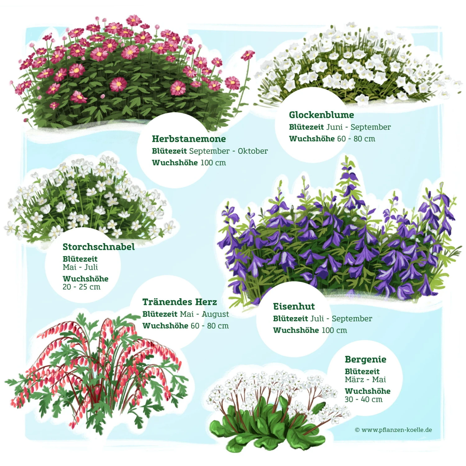 Schattenstauden Set, 18 Pflanzen Für 3 M², Bunt 5 Schattenstauden Set, 18 Pflanzen Für 3 M², Bunt – Bild 3
