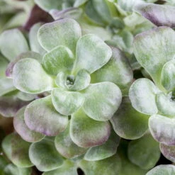 Spatelblättriges Garten-Fettblatt 'Purpureum' Gelb, Topf-Ø 12 Cm, 6er-Set -LECHUZA || Elho Verkaufsgeschäft 0319200088 Sedum spath Purpureum 6er Set 2 112574