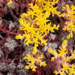 Spatelblättriges Garten-Fettblatt 'Purpureum' Gelb, Topf-Ø 12 Cm, 6er-Set -LECHUZA || Elho Verkaufsgeschäft 0319200088 Sedum spath Purpureum 6er Set 3 112575