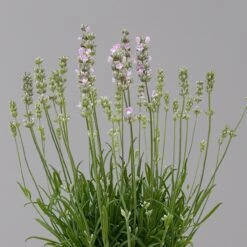 Lavendel Rosa, Topf-Ø 13 Cm, 3er-Set -LECHUZA || Elho Verkaufsgeschäft 0319200157 0319200158 lavandula angustifolia rosa 1 124070